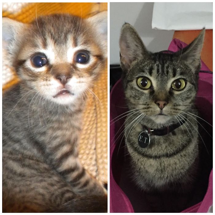Share Then And Now Pictures Of Your Cat Growing Up
