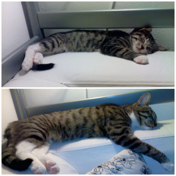 Share Then And Now Pictures Of Your Cat Growing Up