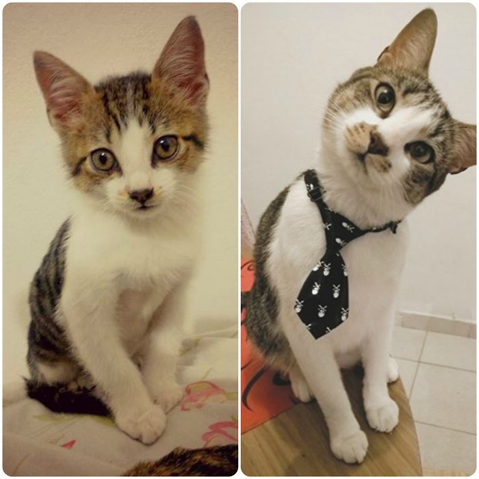 Share Then And Now Pictures Of Your Cat Growing Up