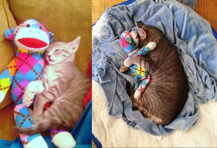 Share Then And Now Pictures Of Your Cat Growing Up
