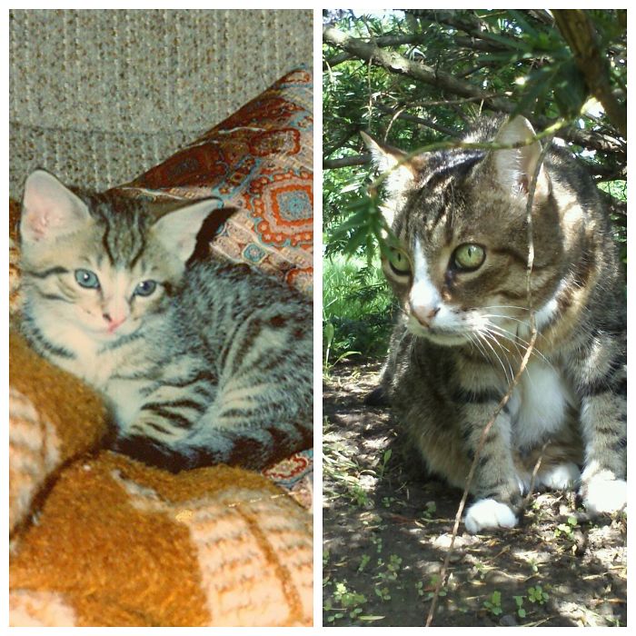 Share Then And Now Pictures Of Your Cat Growing Up