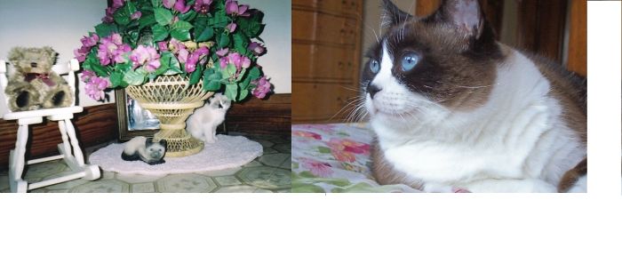 Share Then And Now Pictures Of Your Cat Growing Up