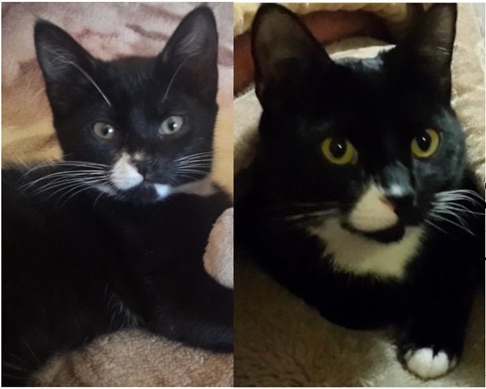 Share Then And Now Pictures Of Your Cat Growing Up