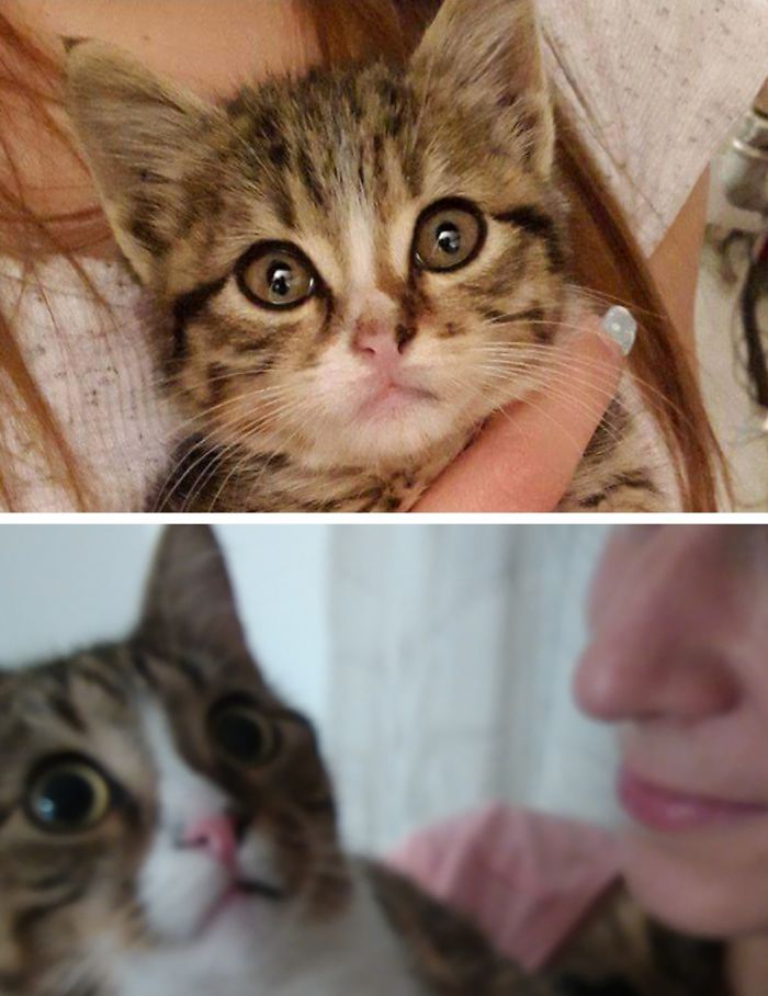 Share Then And Now Pictures Of Your Cat Growing Up