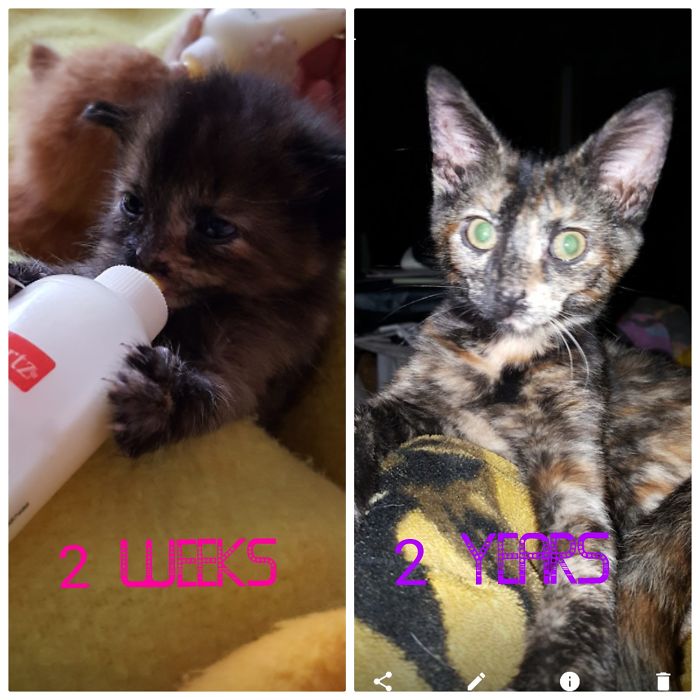 Share Then And Now Pictures Of Your Cat Growing Up