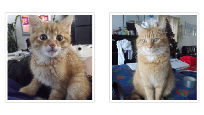 Share Then And Now Pictures Of Your Cat Growing Up