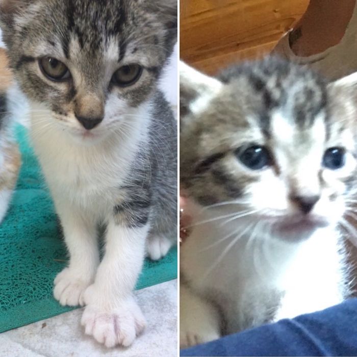 Share Then And Now Pictures Of Your Cat Growing Up