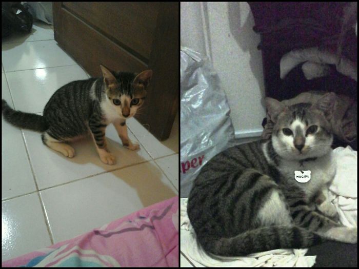 Share Then And Now Pictures Of Your Cat Growing Up