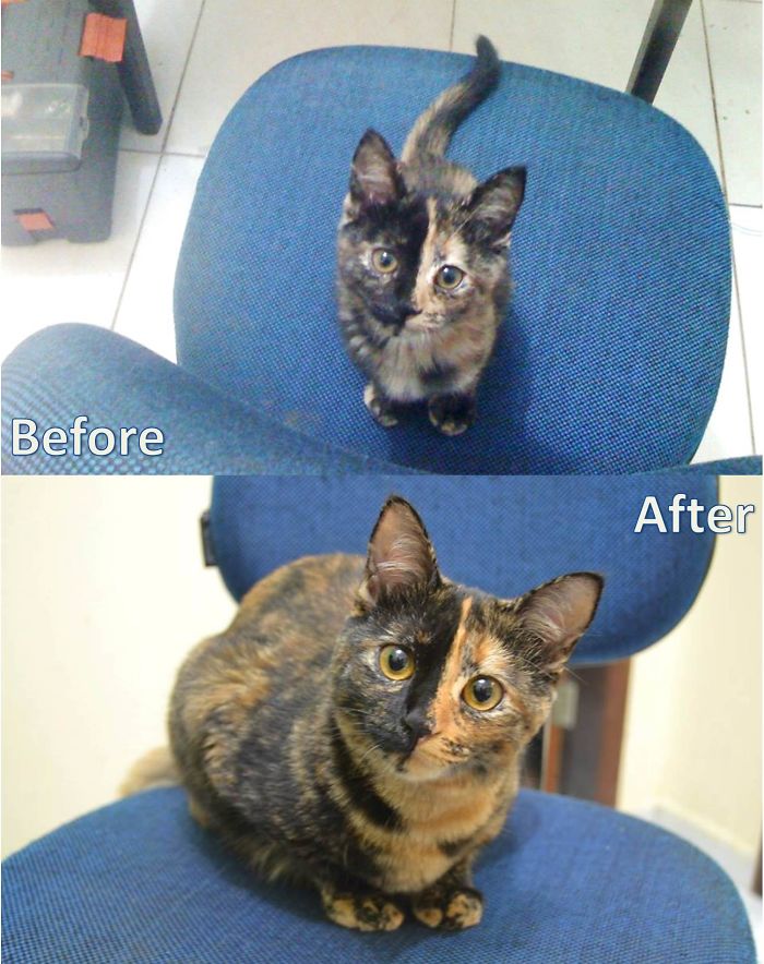 Share Then And Now Pictures Of Your Cat Growing Up