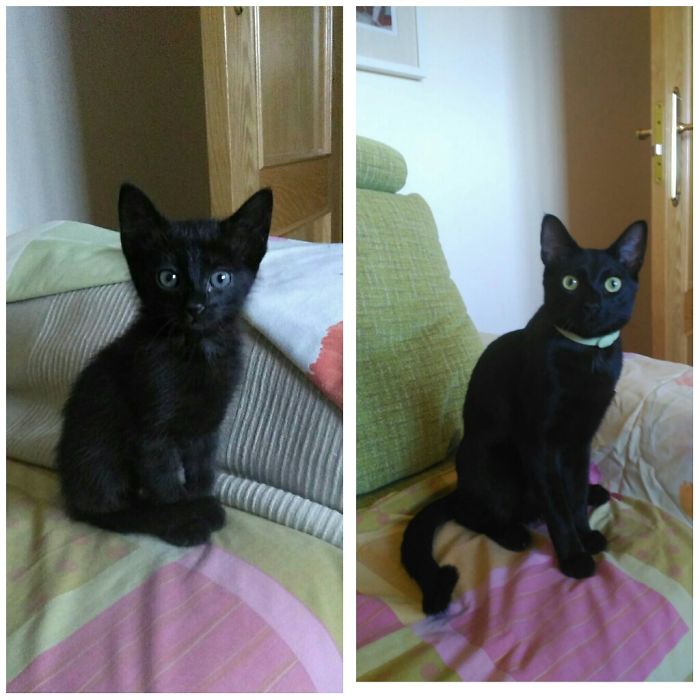 Share Then And Now Pictures Of Your Cat Growing Up