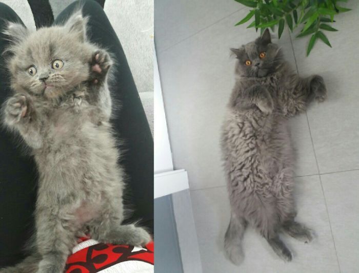 Share Then And Now Pictures Of Your Cat Growing Up