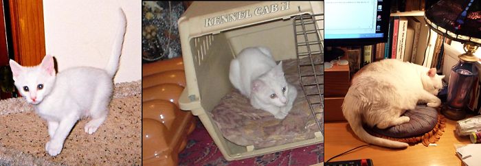 Share Then And Now Pictures Of Your Cat Growing Up