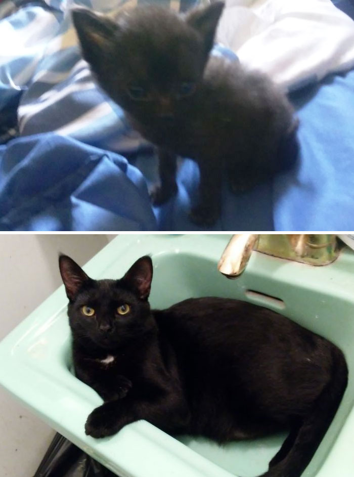 Share Then And Now Pictures Of Your Cat Growing Up