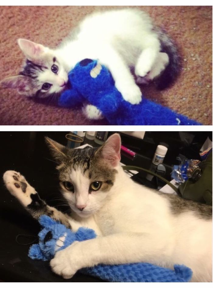 Share Then And Now Pictures Of Your Cat Growing Up