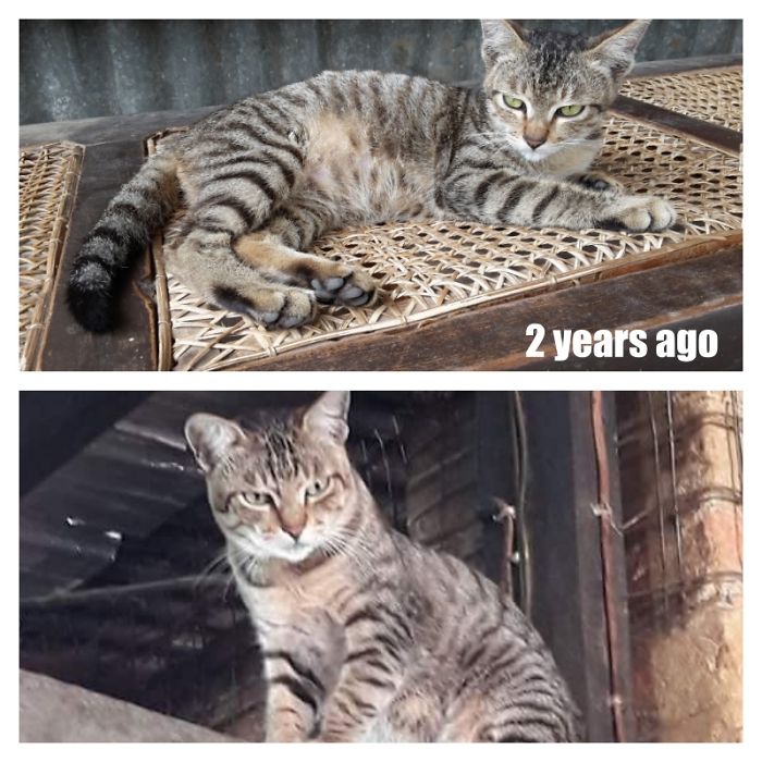 Share Then And Now Pictures Of Your Cat Growing Up