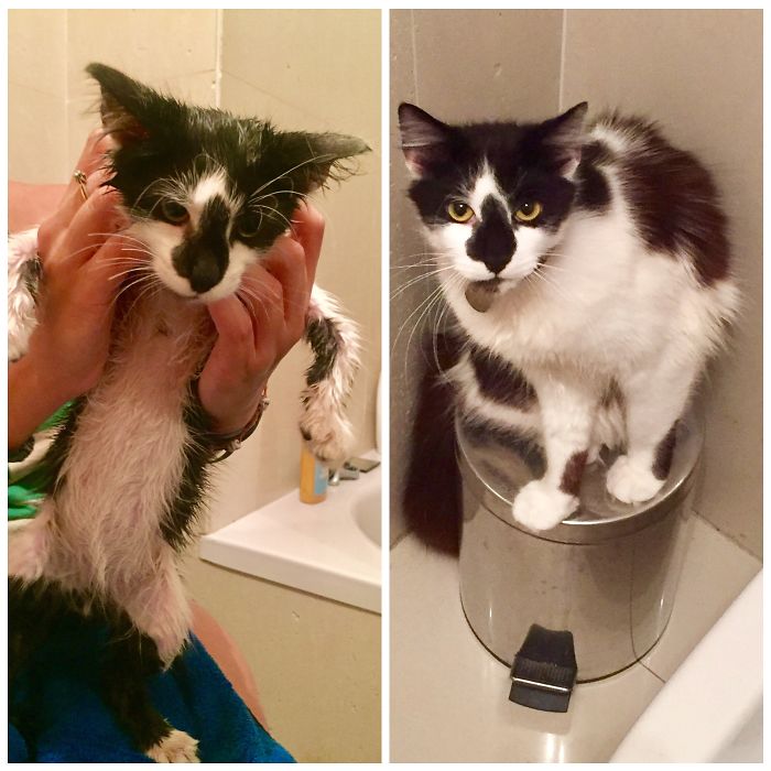 Share Then And Now Pictures Of Your Cat Growing Up