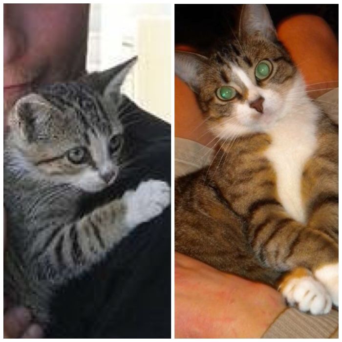 Share Then And Now Pictures Of Your Cat Growing Up