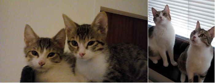 Share Then And Now Pictures Of Your Cat Growing Up