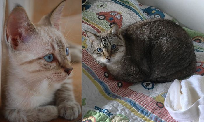 Share Then And Now Pictures Of Your Cat Growing Up