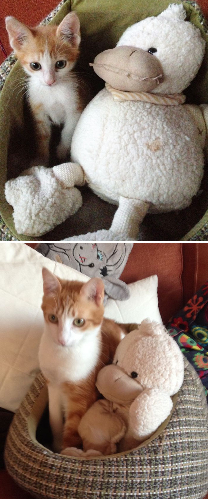 Share Then And Now Pictures Of Your Cat Growing Up