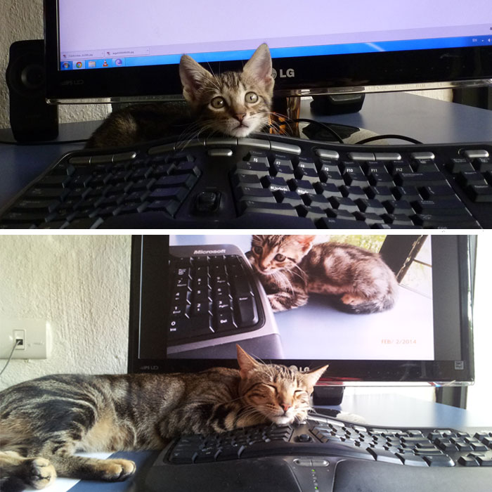 Share Then And Now Pictures Of Your Cat Growing Up