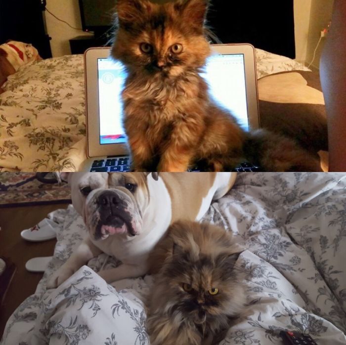 Share Then And Now Pictures Of Your Cat Growing Up