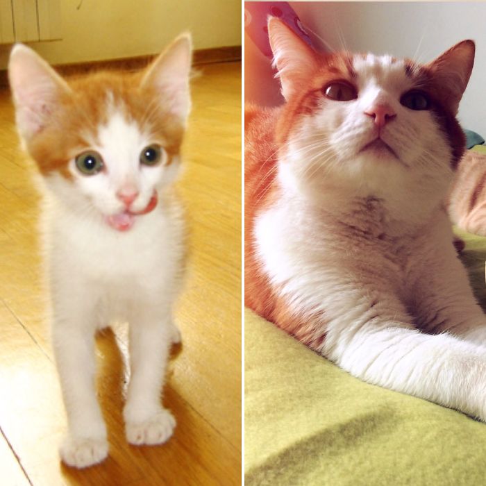 Share Then And Now Pictures Of Your Cat Growing Up