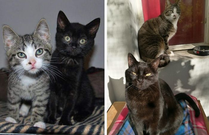 Share Then And Now Pictures Of Your Cat Growing Up