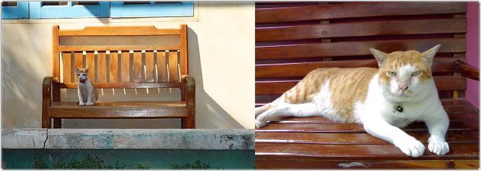 Share Then And Now Pictures Of Your Cat Growing Up