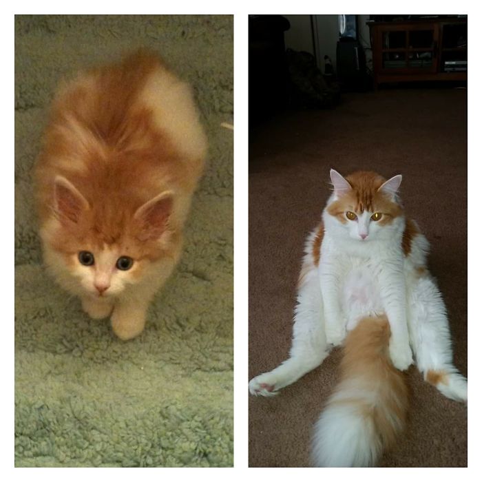 Share Then And Now Pictures Of Your Cat Growing Up