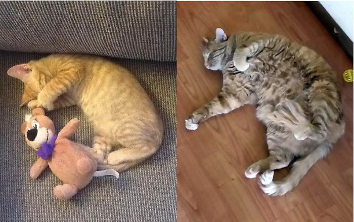 Share Then And Now Pictures Of Your Cat Growing Up