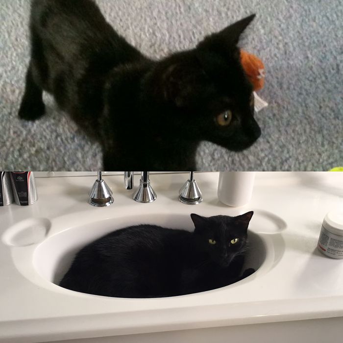 Share Then And Now Pictures Of Your Cat Growing Up