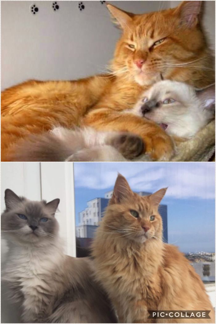 Share Then And Now Pictures Of Your Cat Growing Up