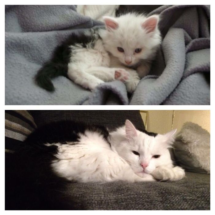 Share Then And Now Pictures Of Your Cat Growing Up