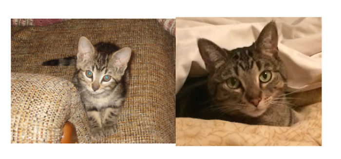 Share Then And Now Pictures Of Your Cat Growing Up
