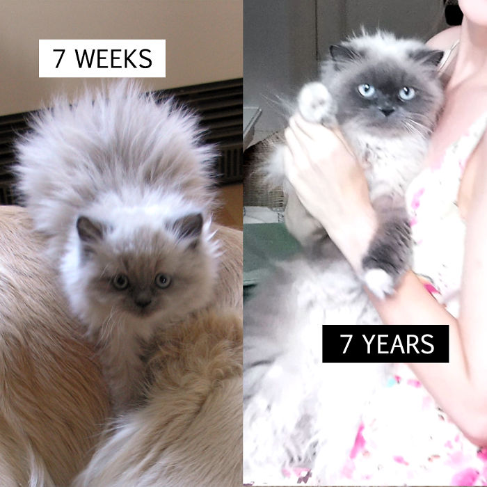 Share Then And Now Pictures Of Your Cat Growing Up
