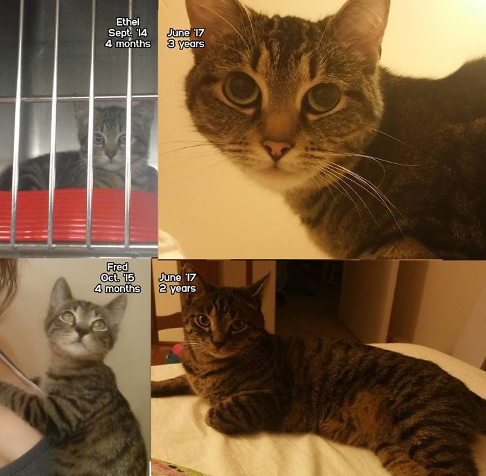 Share Then And Now Pictures Of Your Cat Growing Up