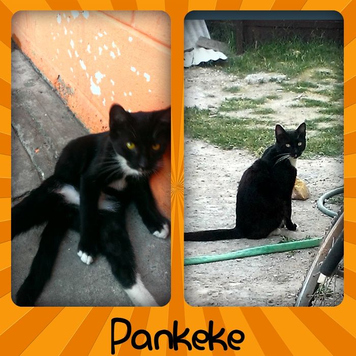 Share Then And Now Pictures Of Your Cat Growing Up