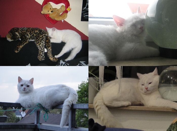 Share Then And Now Pictures Of Your Cat Growing Up