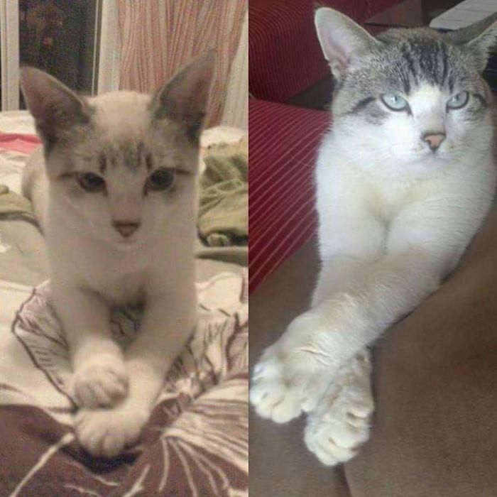 Share Then And Now Pictures Of Your Cat Growing Up