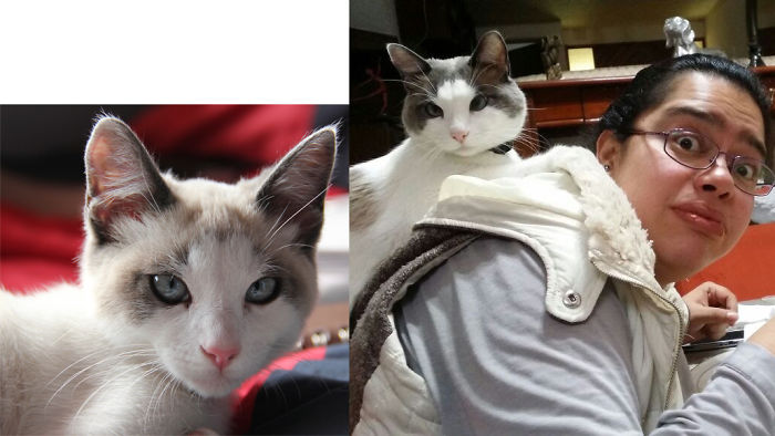 Share Then And Now Pictures Of Your Cat Growing Up