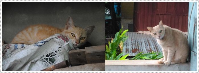 Share Then And Now Pictures Of Your Cat Growing Up