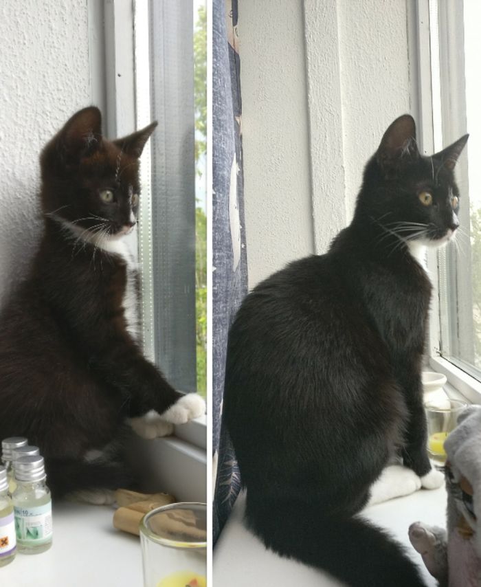 Share Then And Now Pictures Of Your Cat Growing Up