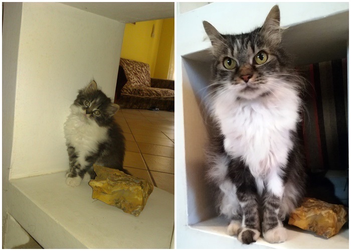 Share Then And Now Pictures Of Your Cat Growing Up