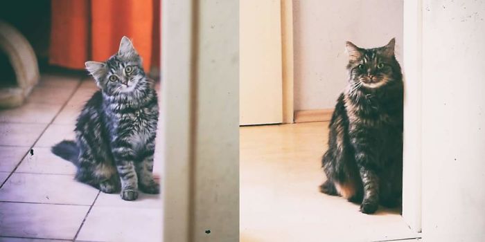 Share Then And Now Pictures Of Your Cat Growing Up
