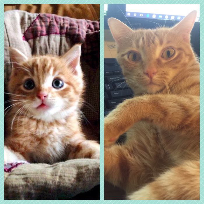 Share Then And Now Pictures Of Your Cat Growing Up