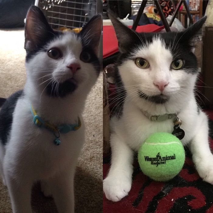 Share Then And Now Pictures Of Your Cat Growing Up