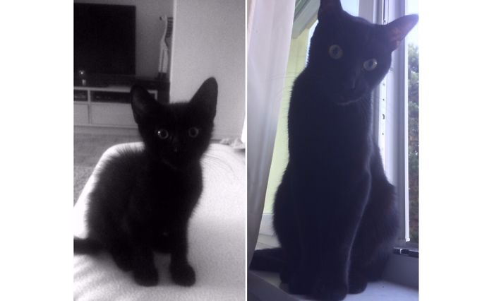 Share Then And Now Pictures Of Your Cat Growing Up