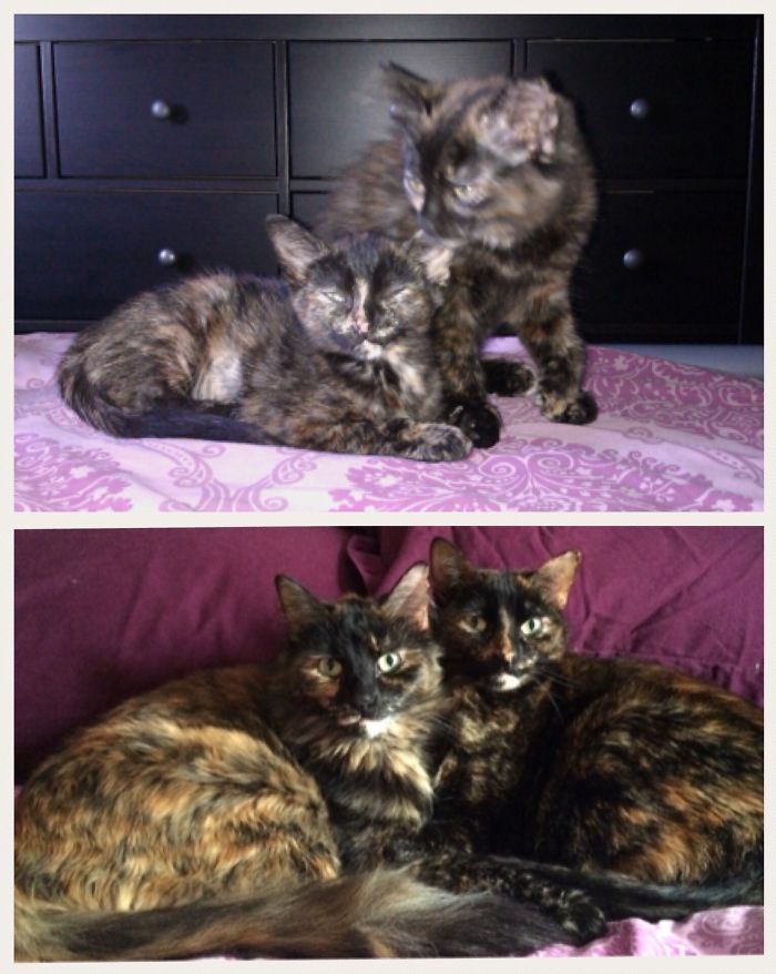 Share Then And Now Pictures Of Your Cat Growing Up