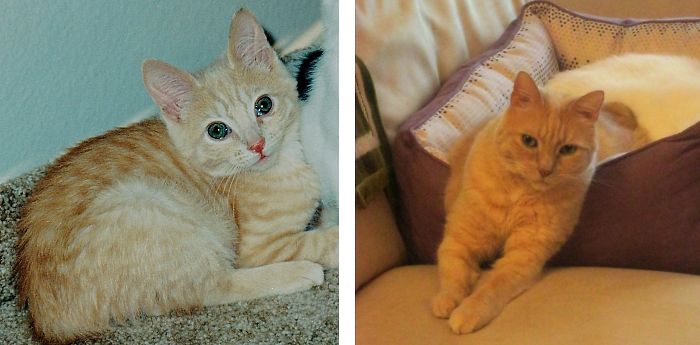 Share Then And Now Pictures Of Your Cat Growing Up